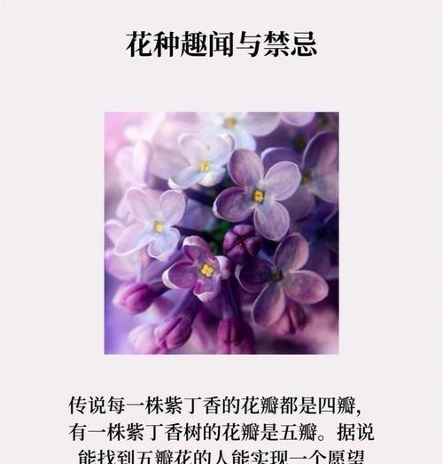 伊甸花的寓意和象征是什么？如何正确理解伊甸花的深层含义？