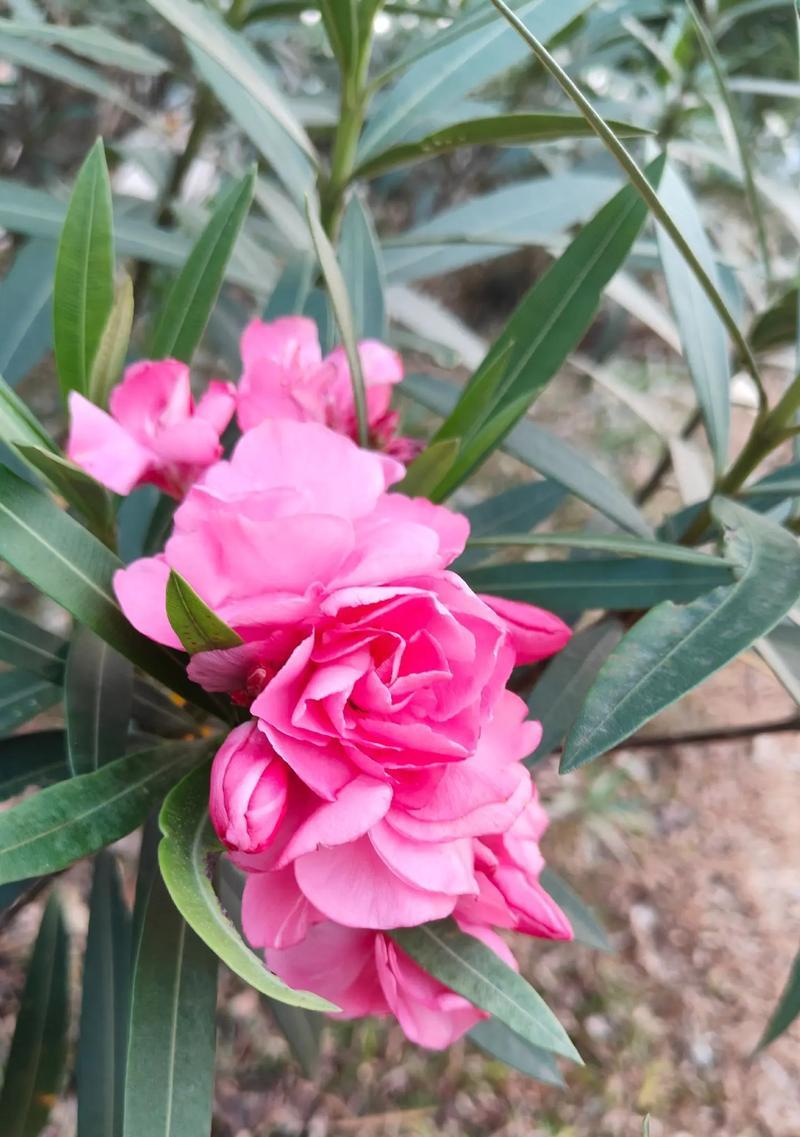 夹竹桃的花语是什么？如何正确解读夹竹桃的象征意义？