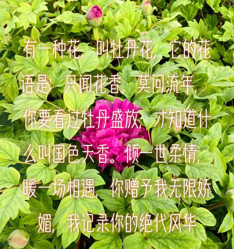 送花的意义花语是什么？如何根据场合选择合适的花朵？