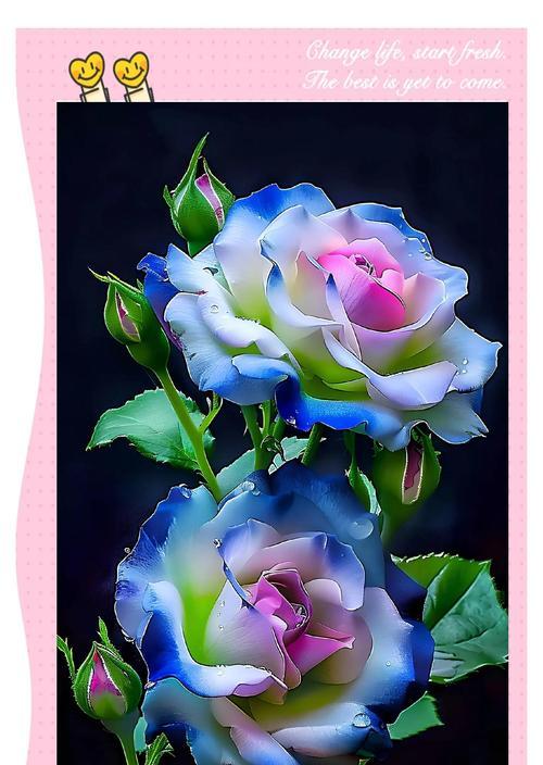 送花的意义花语是什么？如何根据场合选择合适的花朵？
