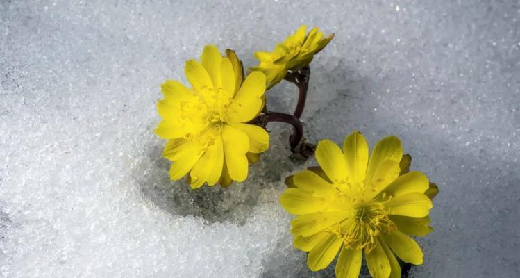冰雪寓意的花指的是哪种花？它的象征意义是什么？
