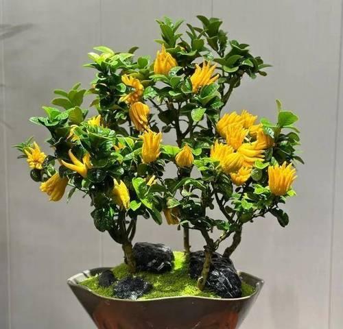 道家寓意的花是什么花？如何理解道家文化中的花卉象征？