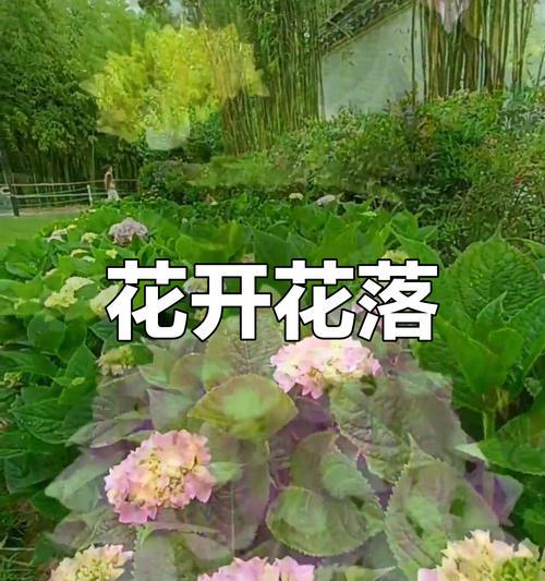 象征偶然相遇的花是什么花？这种花的花语有何特别含义？
