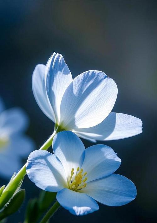 象征偶然相遇的花是什么花？这种花的花语有何特别含义？
