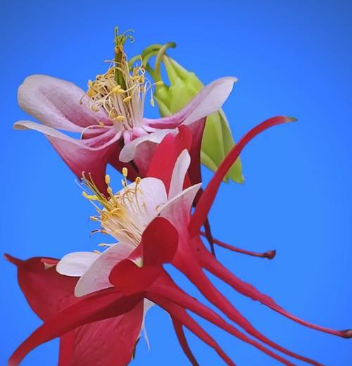象征偶然相遇的花是什么花？这种花的花语有何特别含义？
