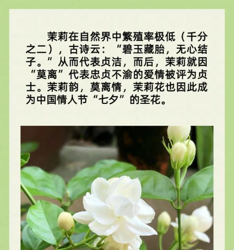 香气袭人花语是什么？如何用花语表达爱意？