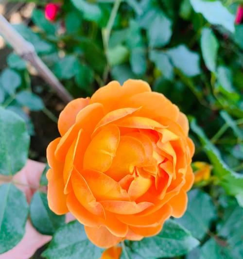 友谊浪漫花语是什么？如何用花语表达深厚友情？