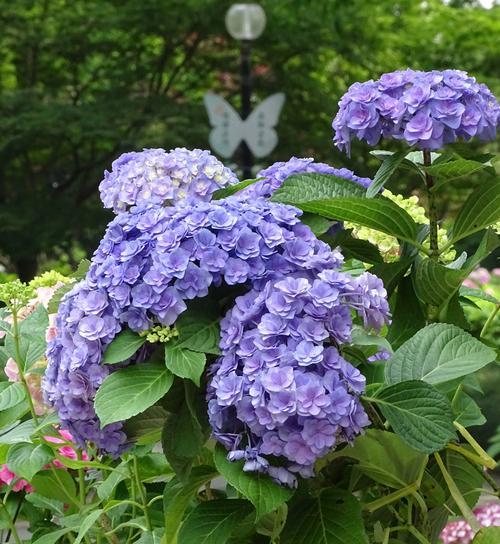 绣球花象征的是什么？绣球花的花语和含义是什么？