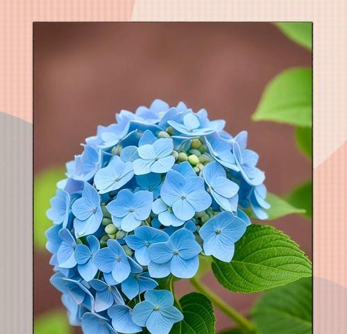 绣球花象征的是什么？绣球花的花语和含义是什么？