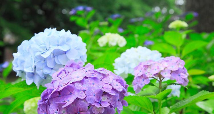 绣球花象征的是什么？绣球花的花语和含义是什么？