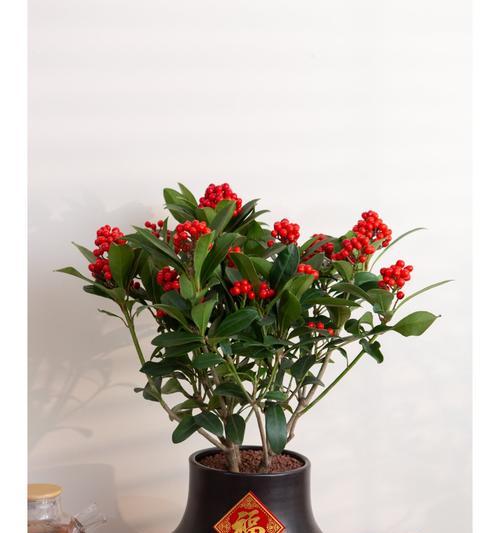 健康的寓意送什么花好？哪种花卉最能表达健康祝福？