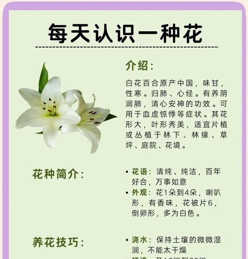 达斡族的象征花是什么？了解达斡族文化中的花卉意义？