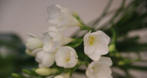 托付生命的花语是什么？如何正确理解这一花语含义？