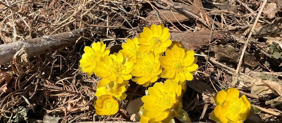 金盏花的花语是什么？了解金盏花的象征意义和用途？