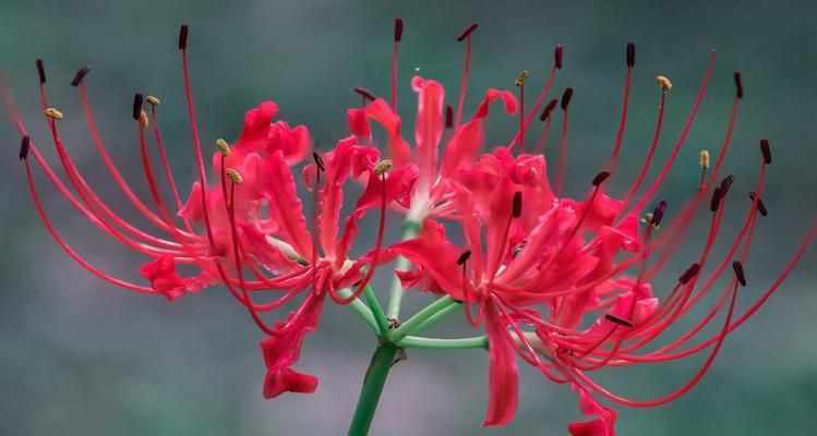 土耳其花花语是什么？了解土耳其花卉文化背后的意义？