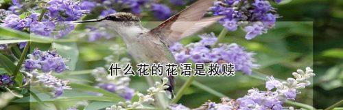 土耳其花花语是什么？了解土耳其花卉文化背后的意义？