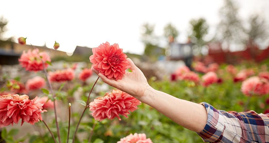 老人戴头上的花有什么寓意？这种传统习俗背后的意义是什么？