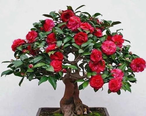 老人戴头上的花有什么寓意？这种传统习俗背后的意义是什么？
