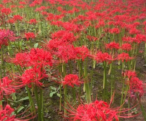 轮回寓意不好的花有哪些？它们代表什么含义？