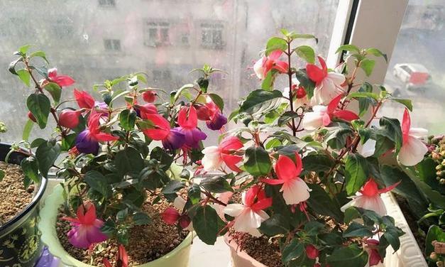 金钟的花语是什么？金钟花代表的含义有哪些？