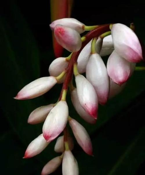 金钟的花语是什么？金钟花代表的含义有哪些？