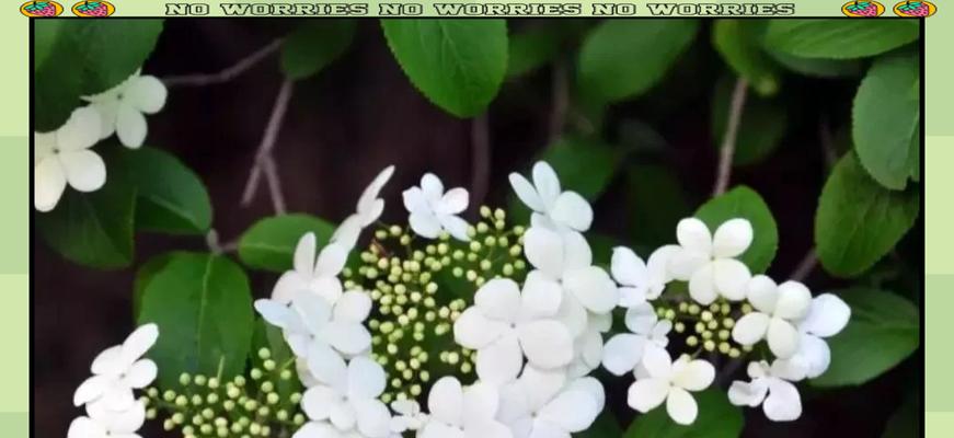 轻羽琼花的寓意象征是什么？如何理解轻羽琼花的深层含义？