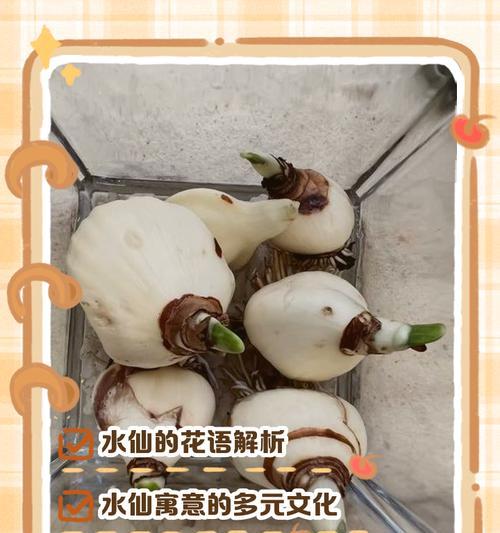 水仙文花花语是什么？如何解读其深层含义？