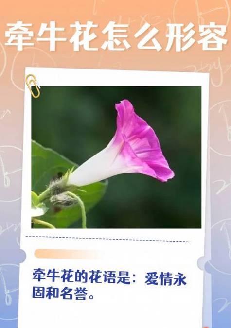 夏天的花朵象征着什么？它们的花语有哪些含义？