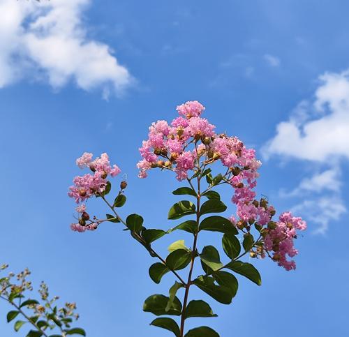夏天的花朵象征着什么？它们的花语有哪些含义？