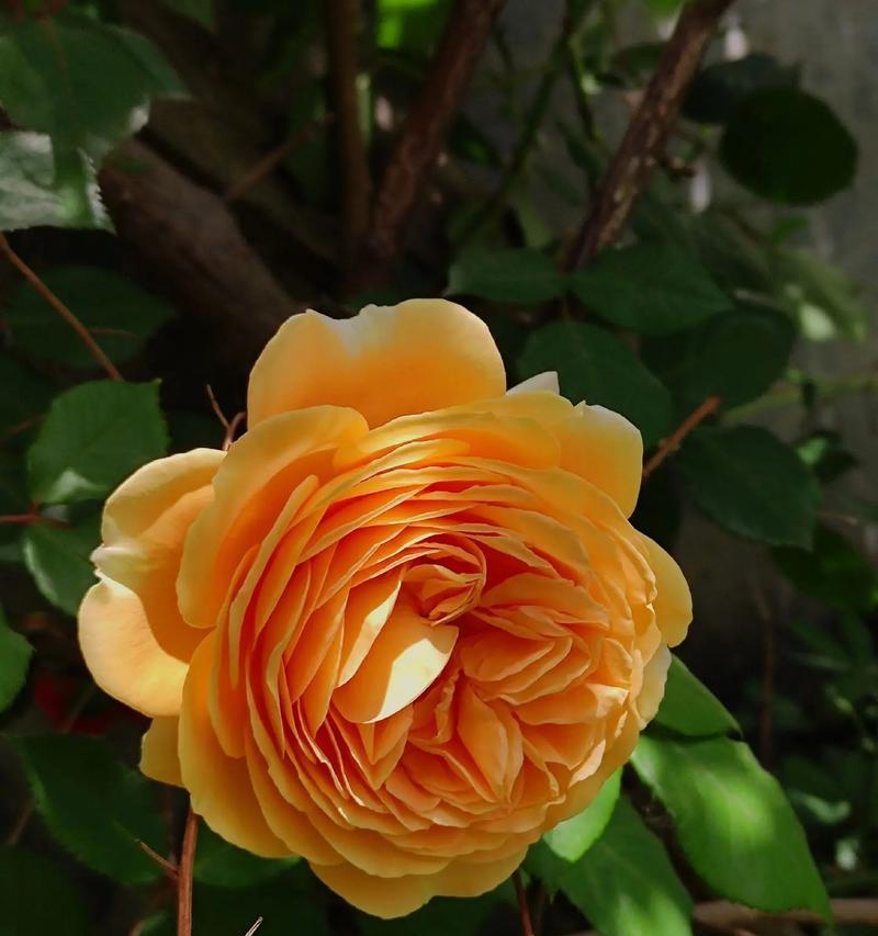 夏天的花朵象征着什么？它们的花语有哪些含义？