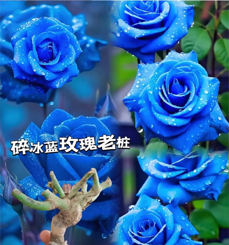16朵玫瑰花语是什么？含义有哪些疑问解答？