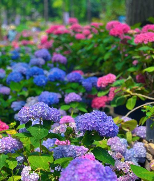 四月开什么花？这些花卉的花语你知道吗？