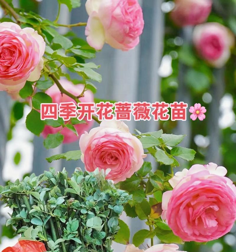 四月开什么花？这些花卉的花语你知道吗？