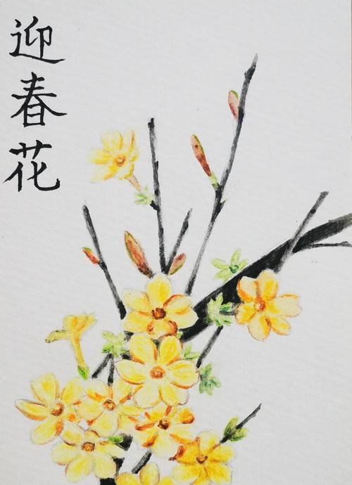 四月开什么花？这些花卉的花语你知道吗？