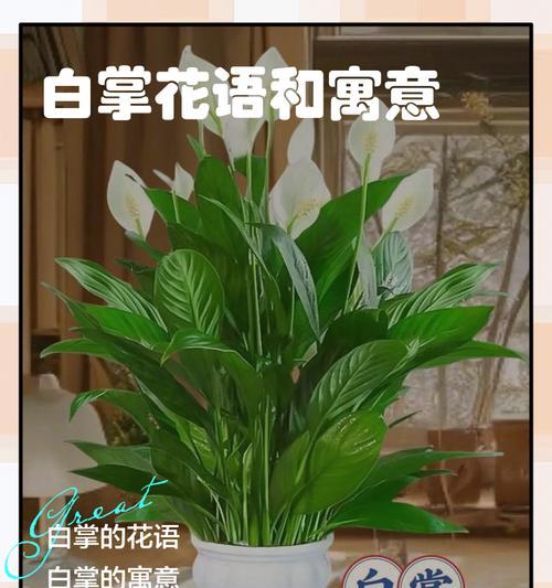 一帆风顺花语是什么？如何正确解读其含义？