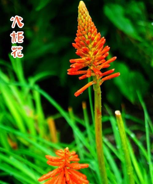 火炬花象征着什么？揭秘火炬花的深层含义！