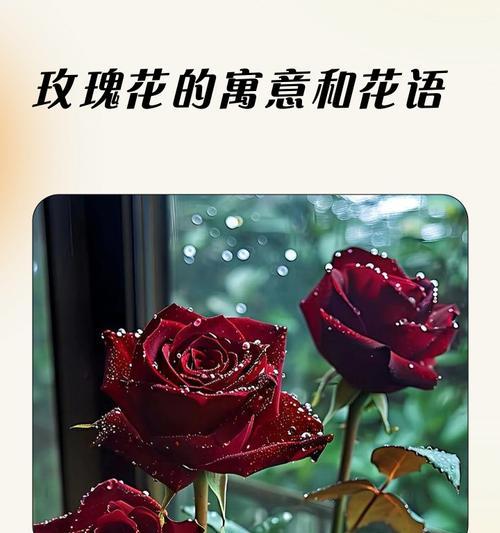 小桥玫瑰的花语是什么？如何正确解读小桥玫瑰的含义？