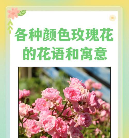 小桥玫瑰的花语是什么？如何正确解读小桥玫瑰的含义？