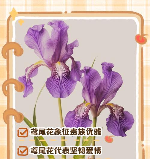 鸢尾草花语是什么？鸢尾花代表的含义有哪些？