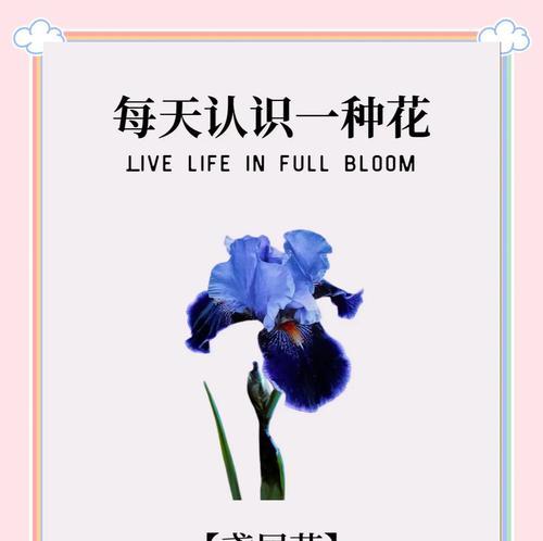 鸢尾草花语是什么？鸢尾花代表的含义有哪些？