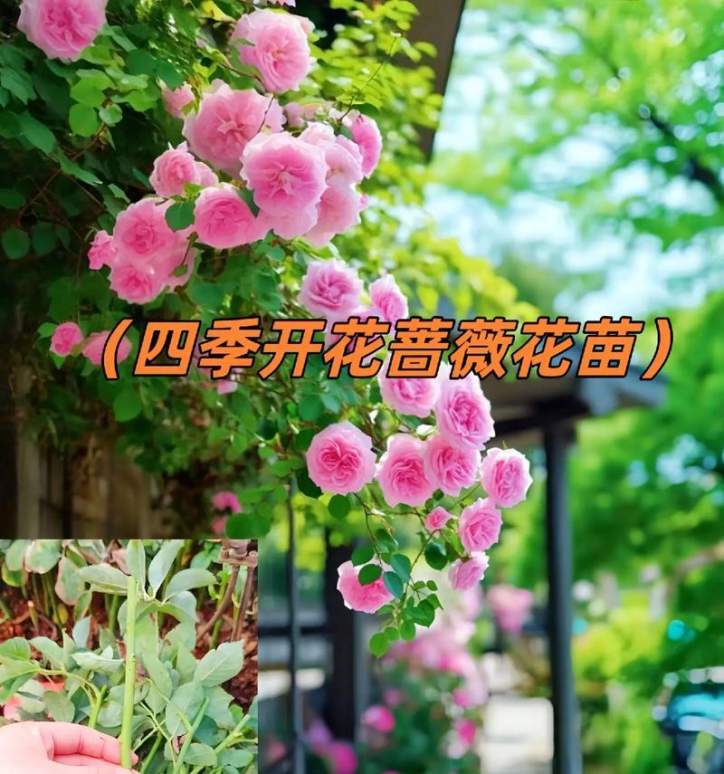 什么叫花语？花语的含义和常见问题解答？