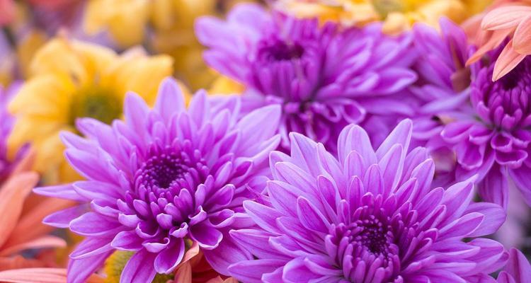 紫色菊花代表什么含义？花语解读与送花指南？