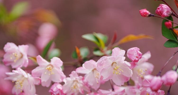 寓意为癫狂的花是什么花？这种花的花语有哪些特点？