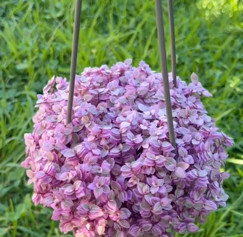 阳台适合种植哪些花？如何选择既好养又美观的花卉？