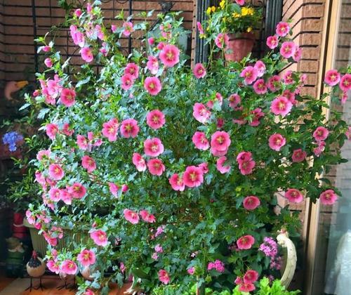 阳台适合种植哪些花？如何选择既好养又美观的花卉？
