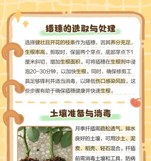 土豆扦插月季的方法是什么？步骤详解？