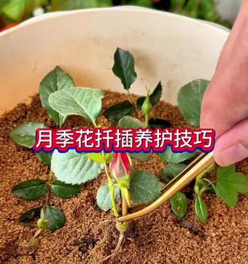 土豆扦插月季的方法是什么？步骤详解？