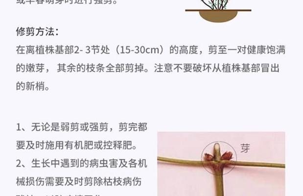 铁线莲不长新枝是什么原因？如何解决？