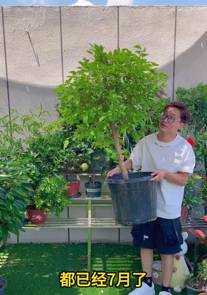 铁线莲不长新枝是什么原因？如何解决？