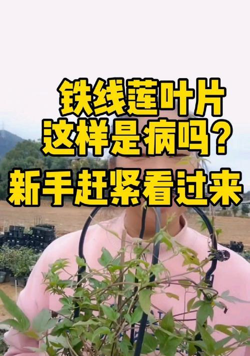 铁线莲不长新枝是什么原因？如何解决？
